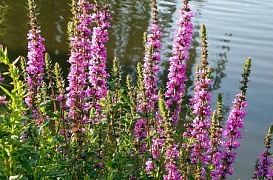 Дербенник иволистный