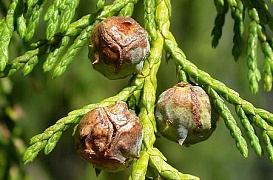 Эфирное масло кипариса